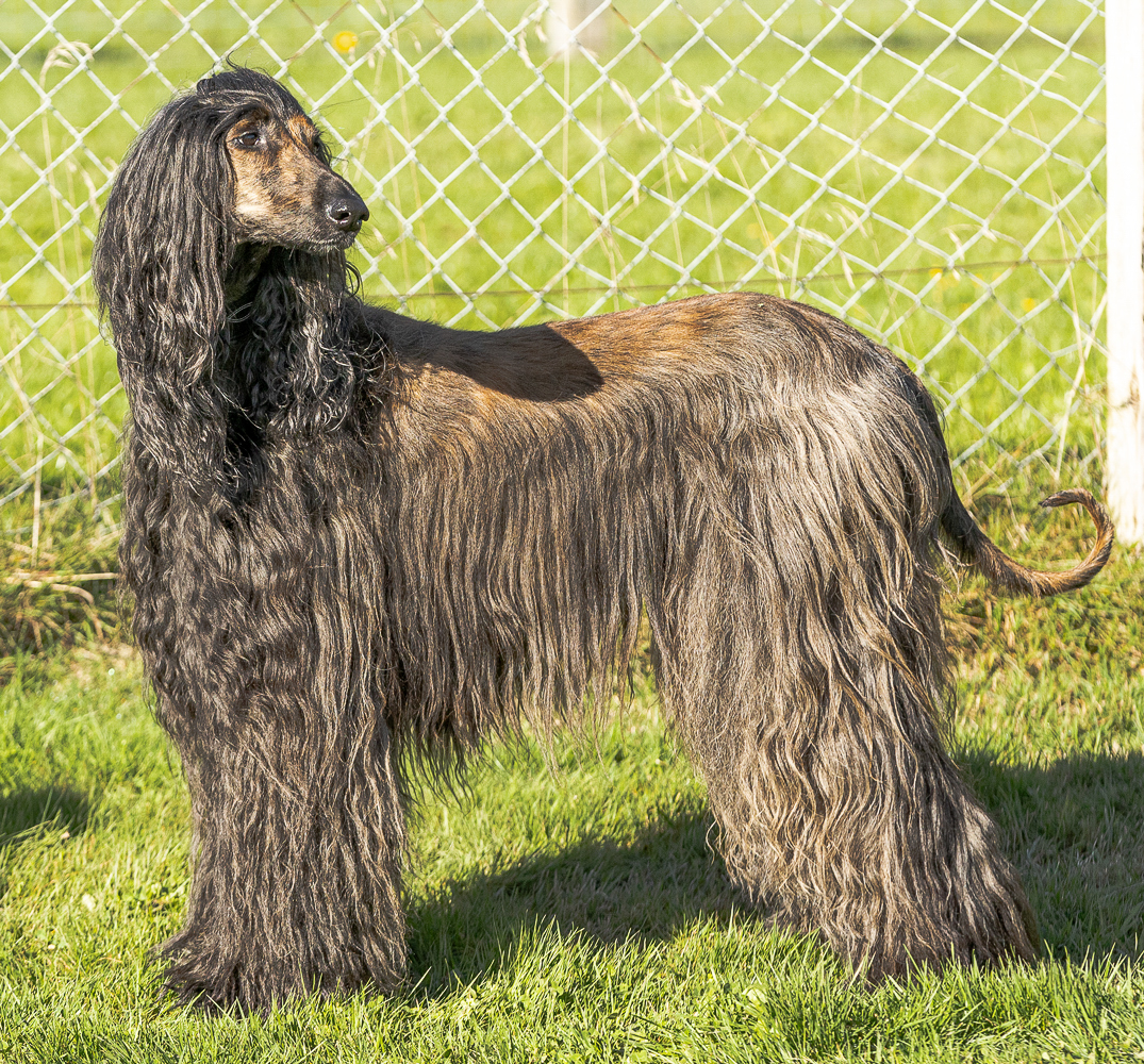 Afghanischer Windhund Amara