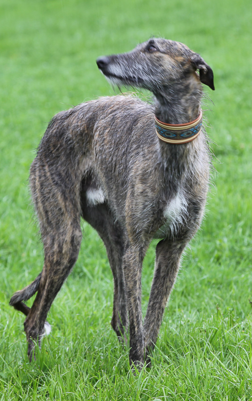 Der Galgo Español