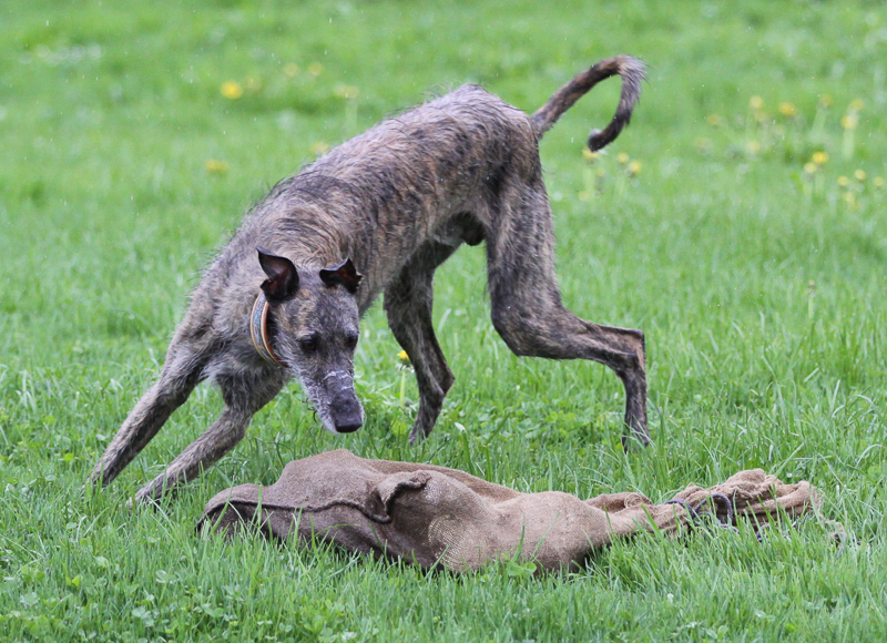 Der Galgo Español