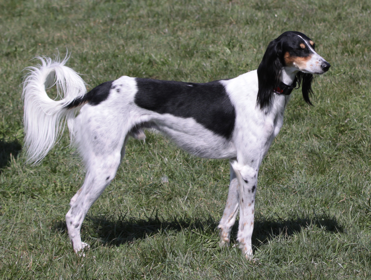 Der Saluki