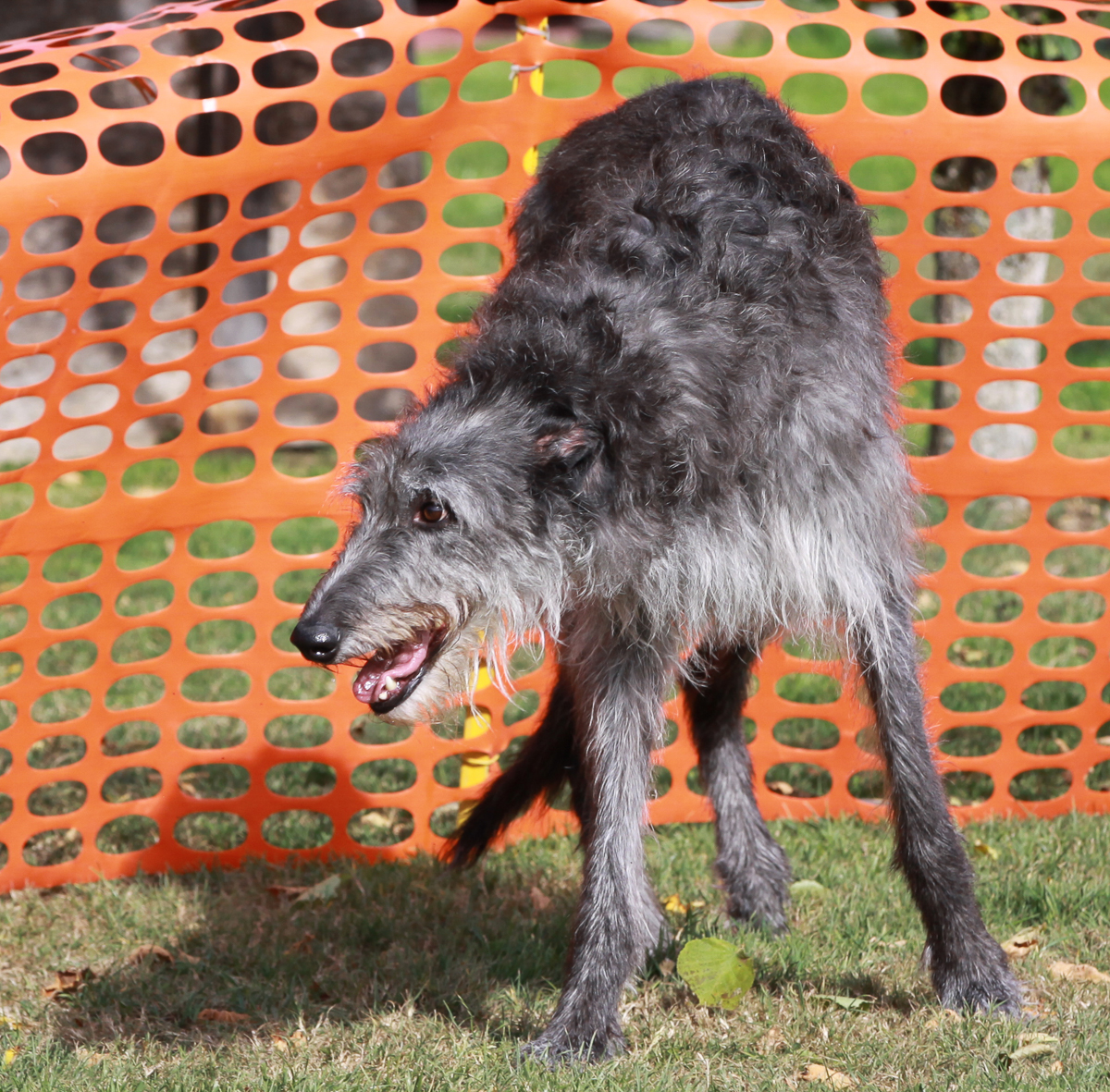 Der Deerhound