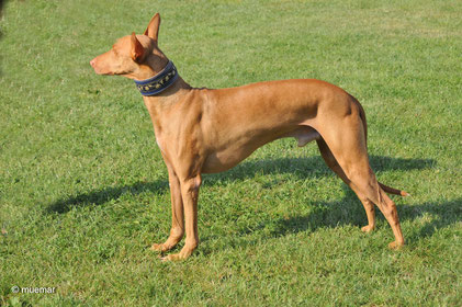 Pharaoh Hound