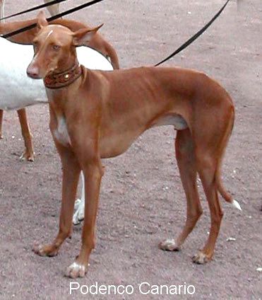 Der Podenco Canario