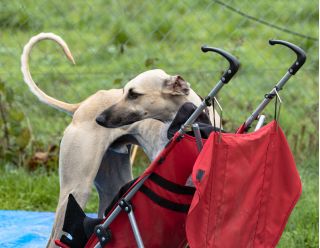 T’Aladin D’Imi-N-Tanout