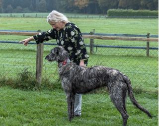 Arkindir Transylwahnjablood