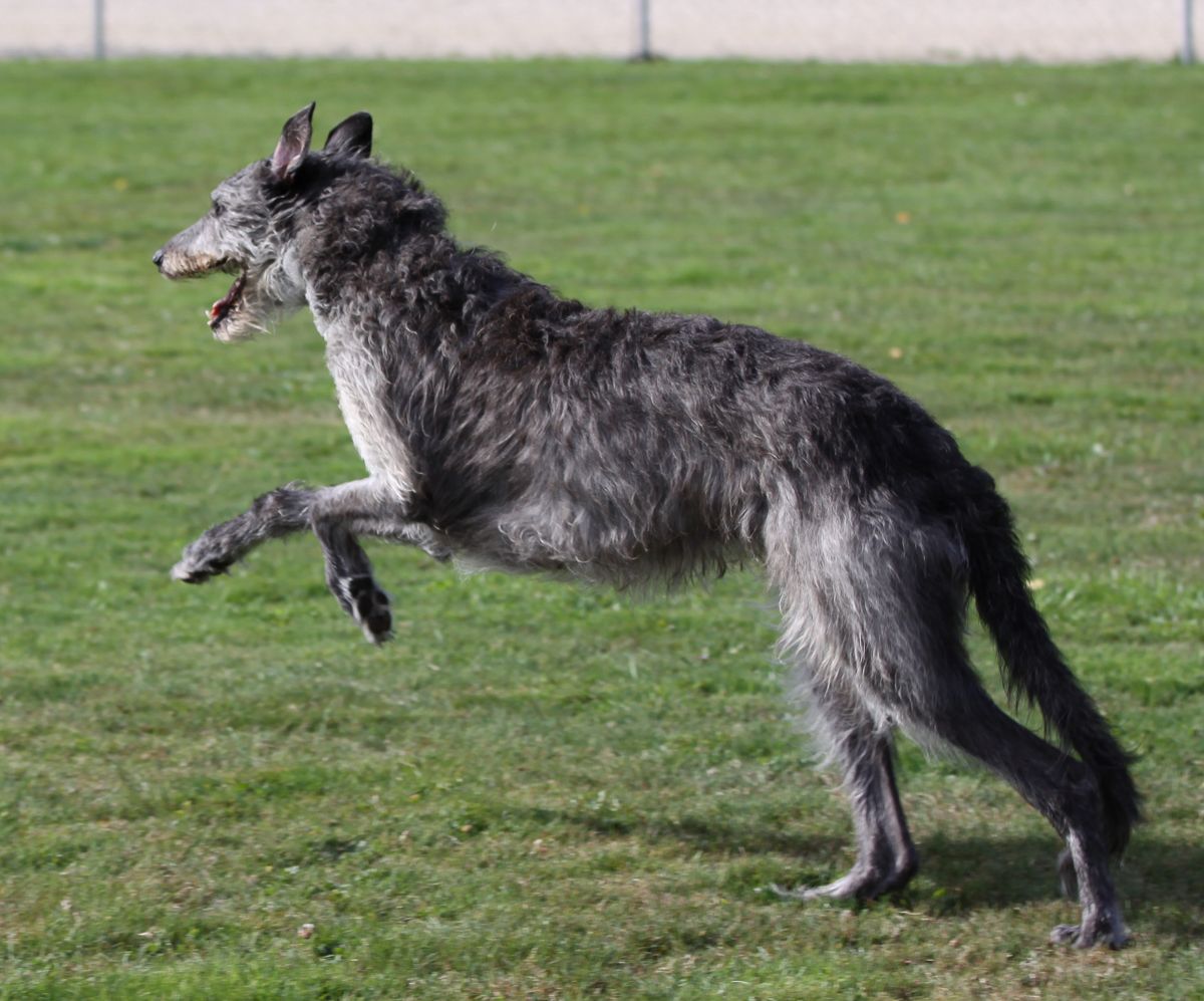 Der Deerhound